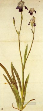 durer - Iris Albrecht Durer classical flowers